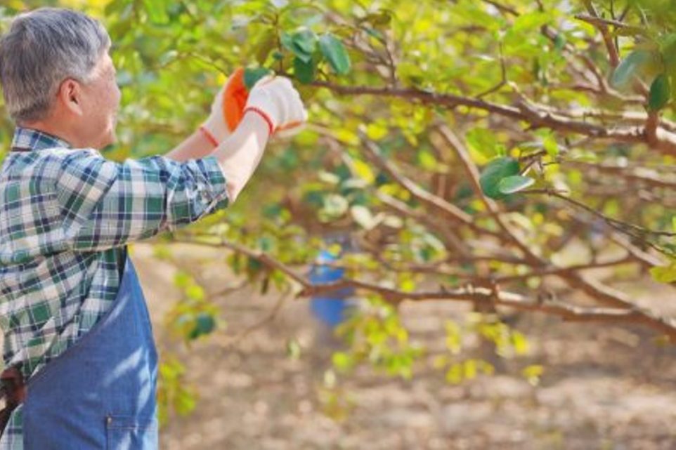 asian senior man is pruning and gardening tree in orchard