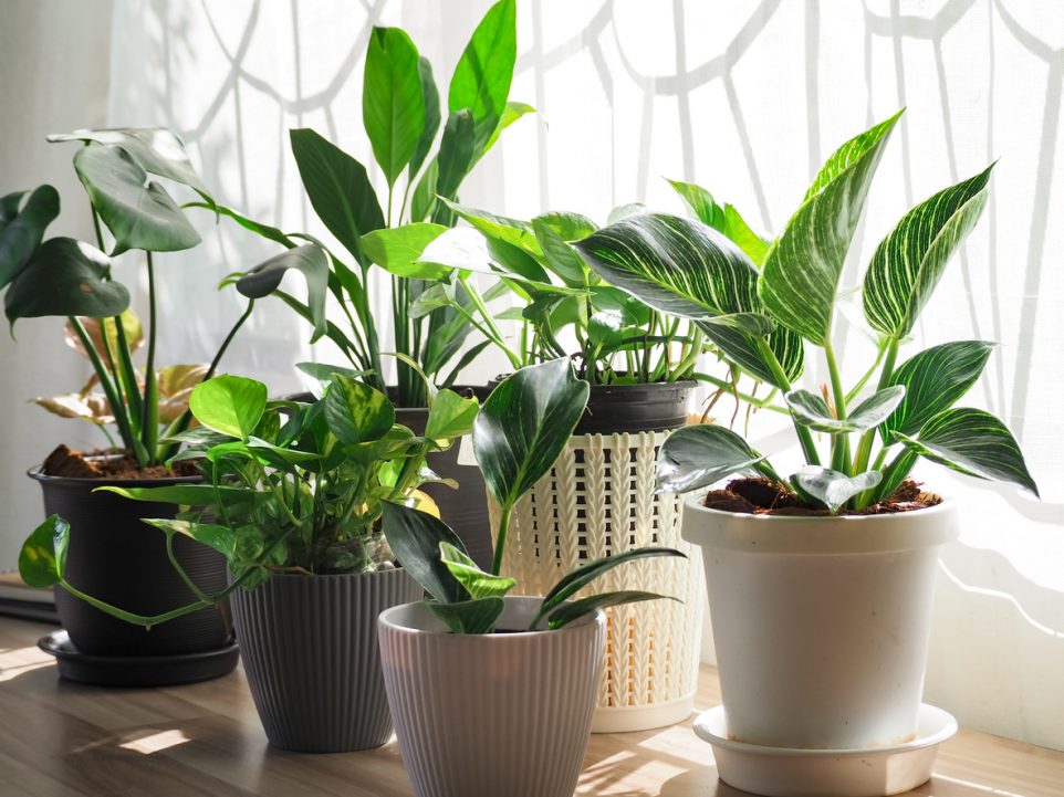 low maintenance house plants