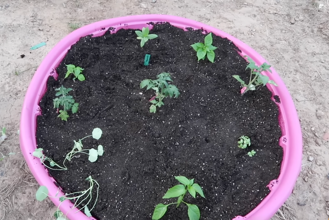 raised garden bed