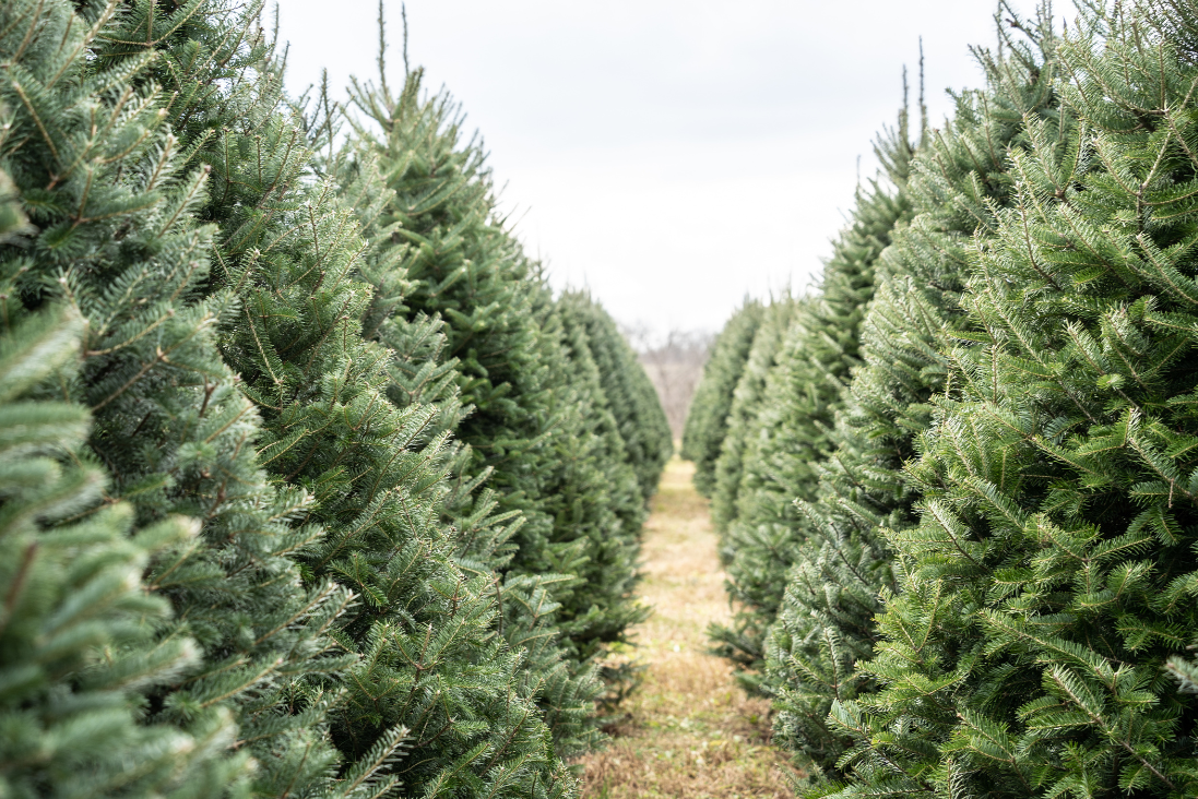 Real or Fake Christmas Trees Which Ones Are Better? Best Buy Guidebook