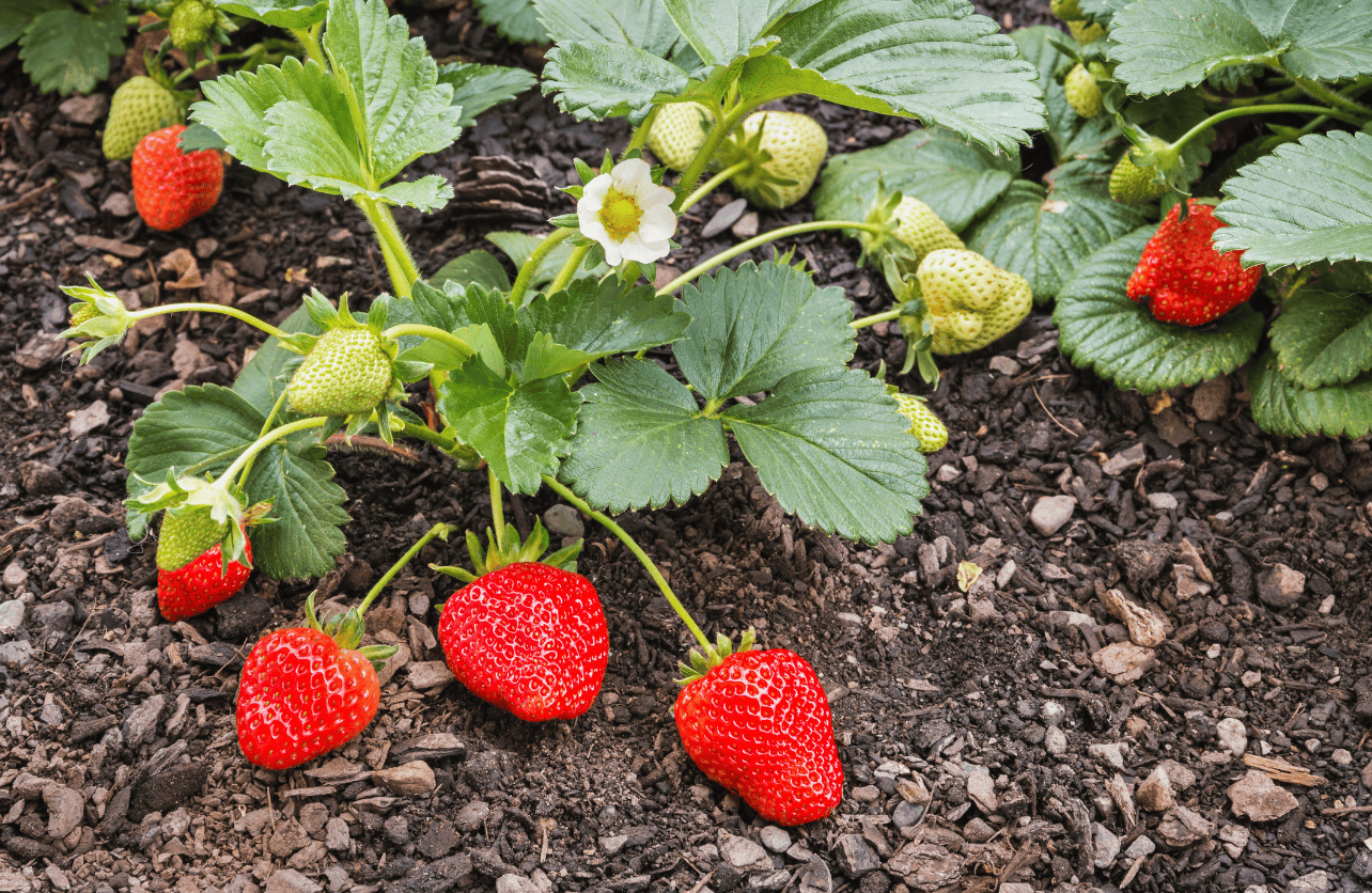 when are strawberries in season