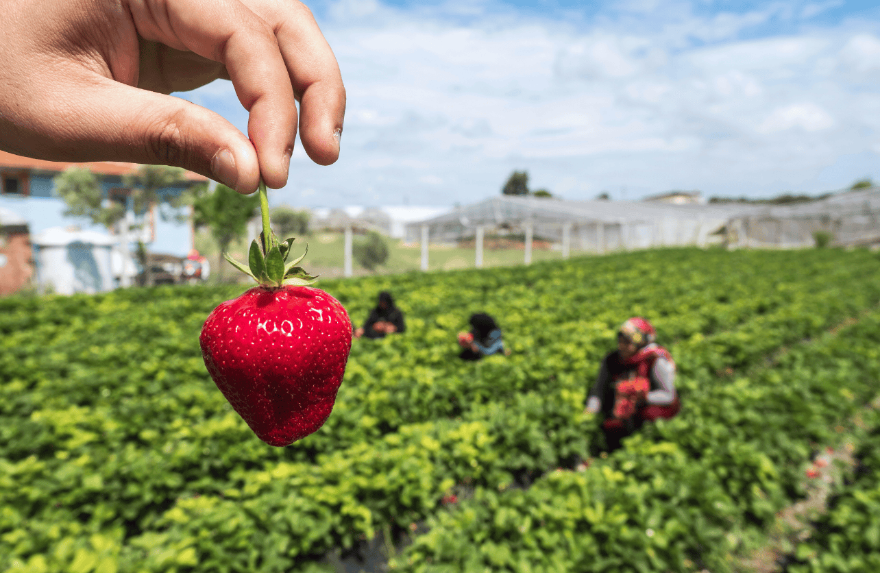 when are strawberries in season