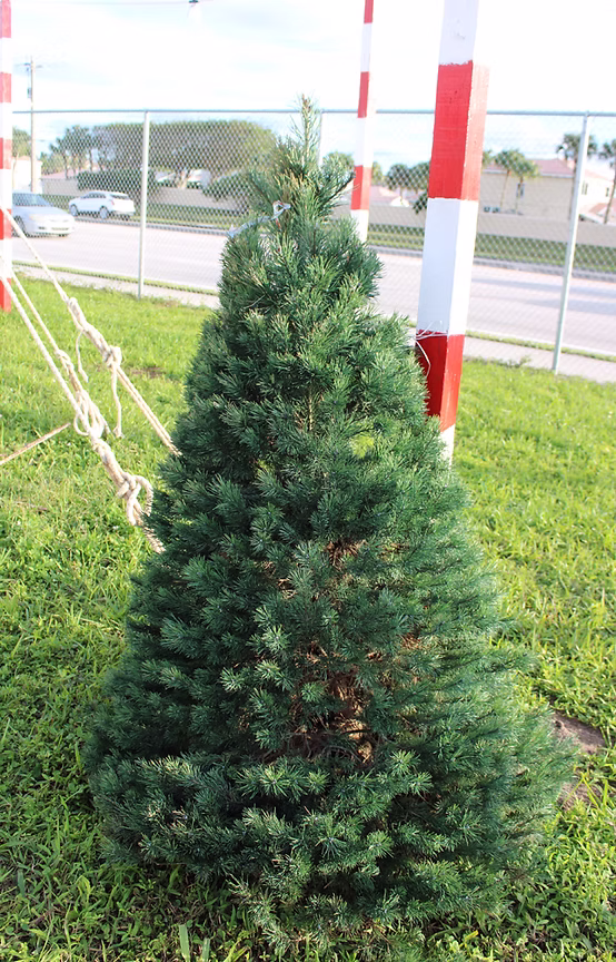 What Type of Tree Is a Christmas Tree