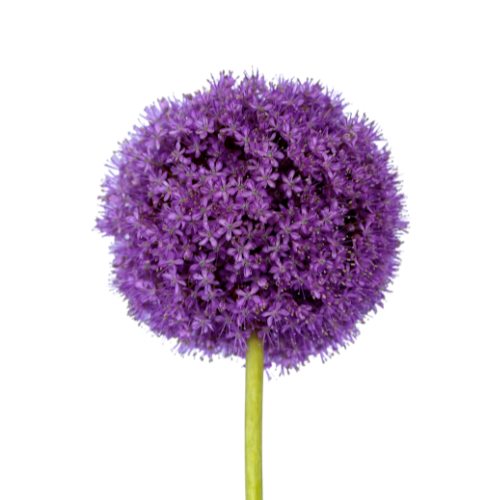 Alliums