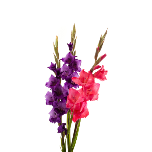 Gladiolus