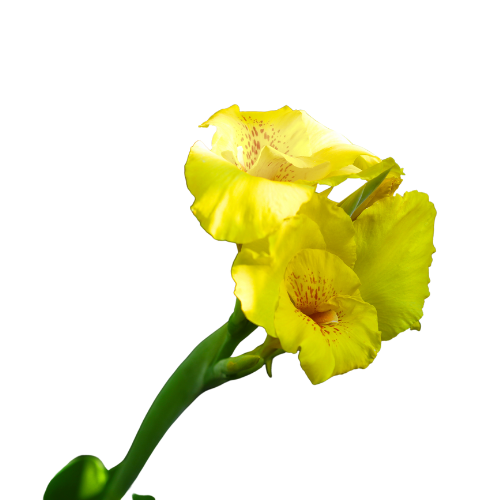Canna Lilies