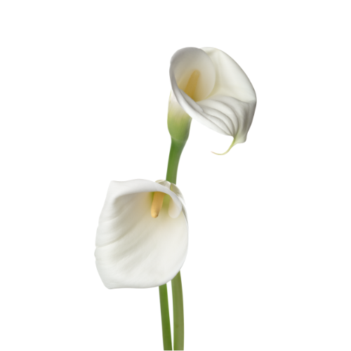 Calla Lilies&nbsp;