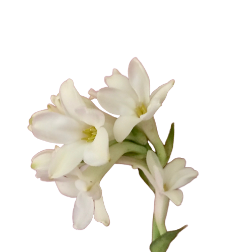 Tuberose