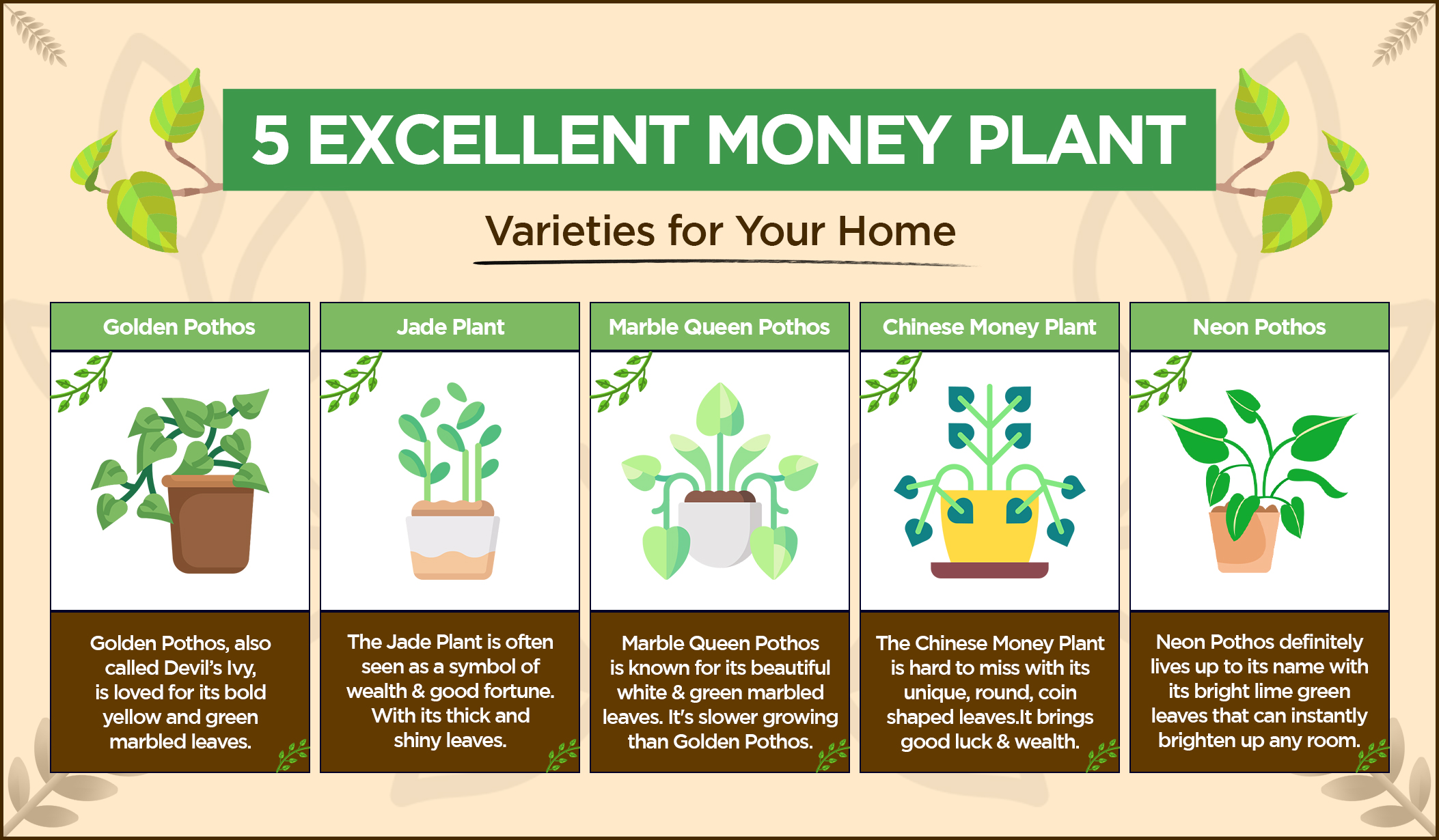 5-Excellent-Money-Plant-Varieties-for-Your-Home