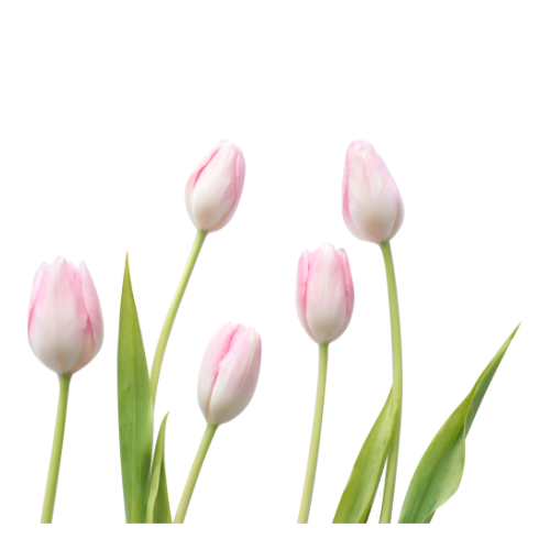 Tulips