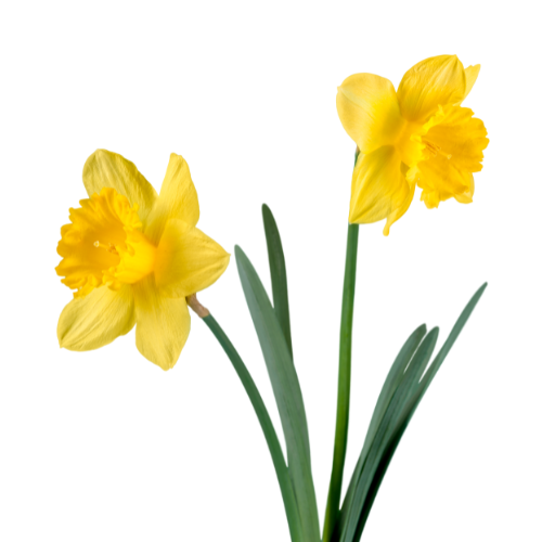 Daffodils