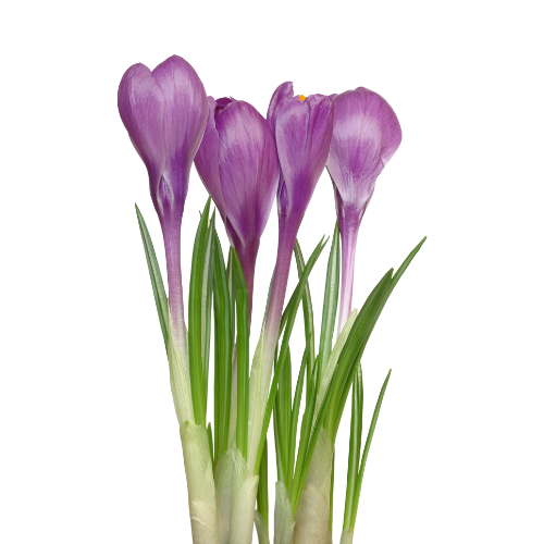 Crocuses