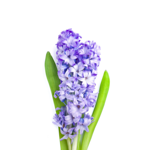 Crocuses