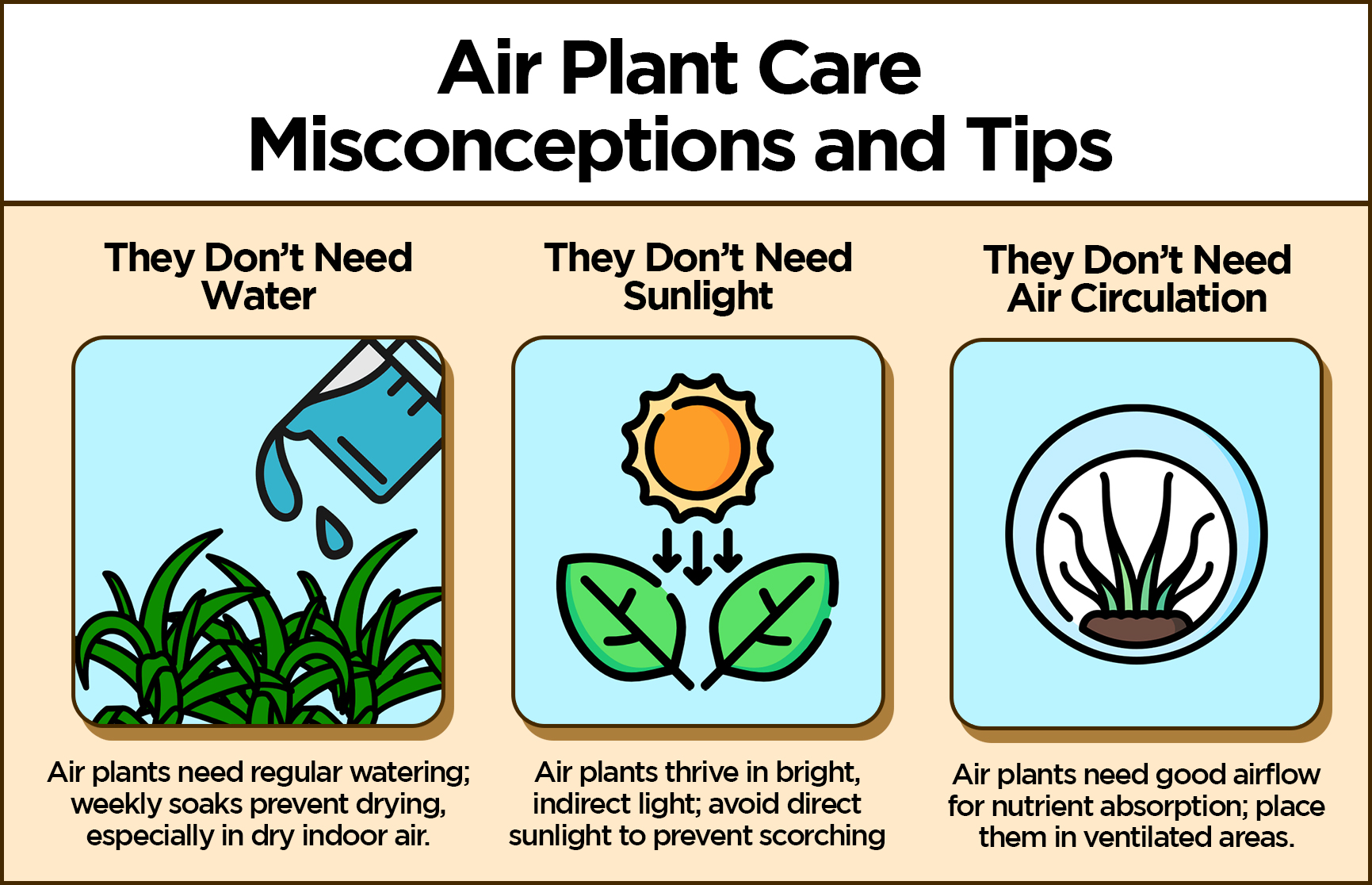 air plants