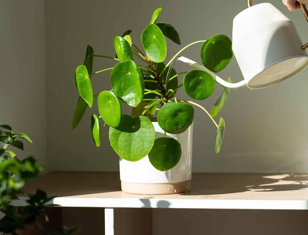 Chinese Money Plant
