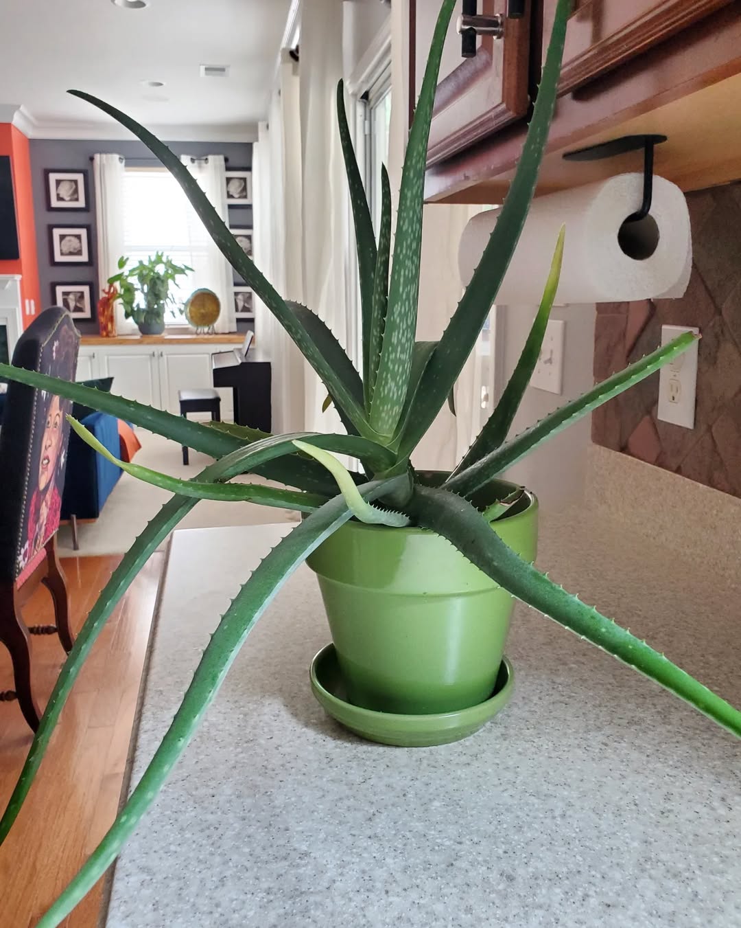 Aloe Vera