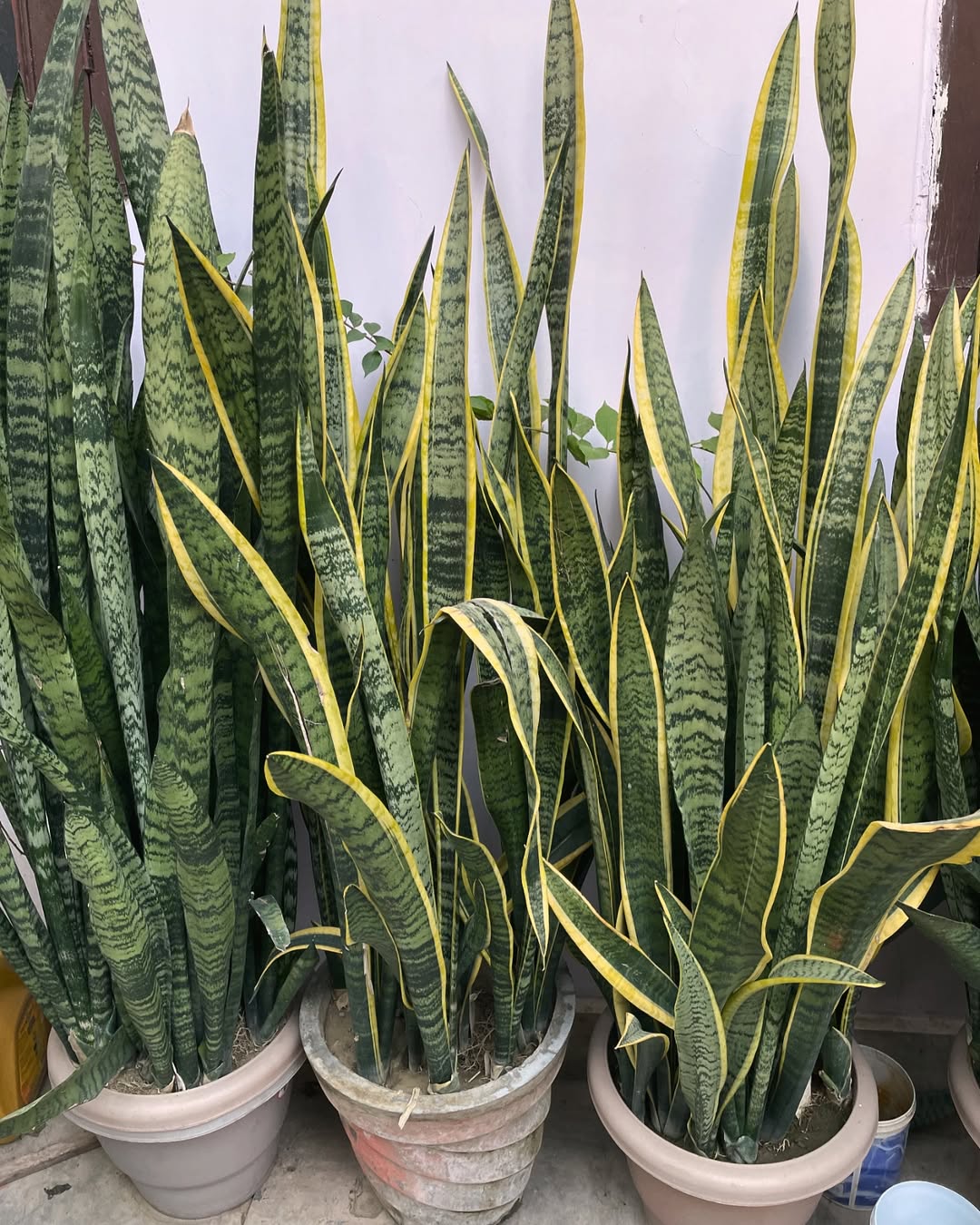 Snake Plant