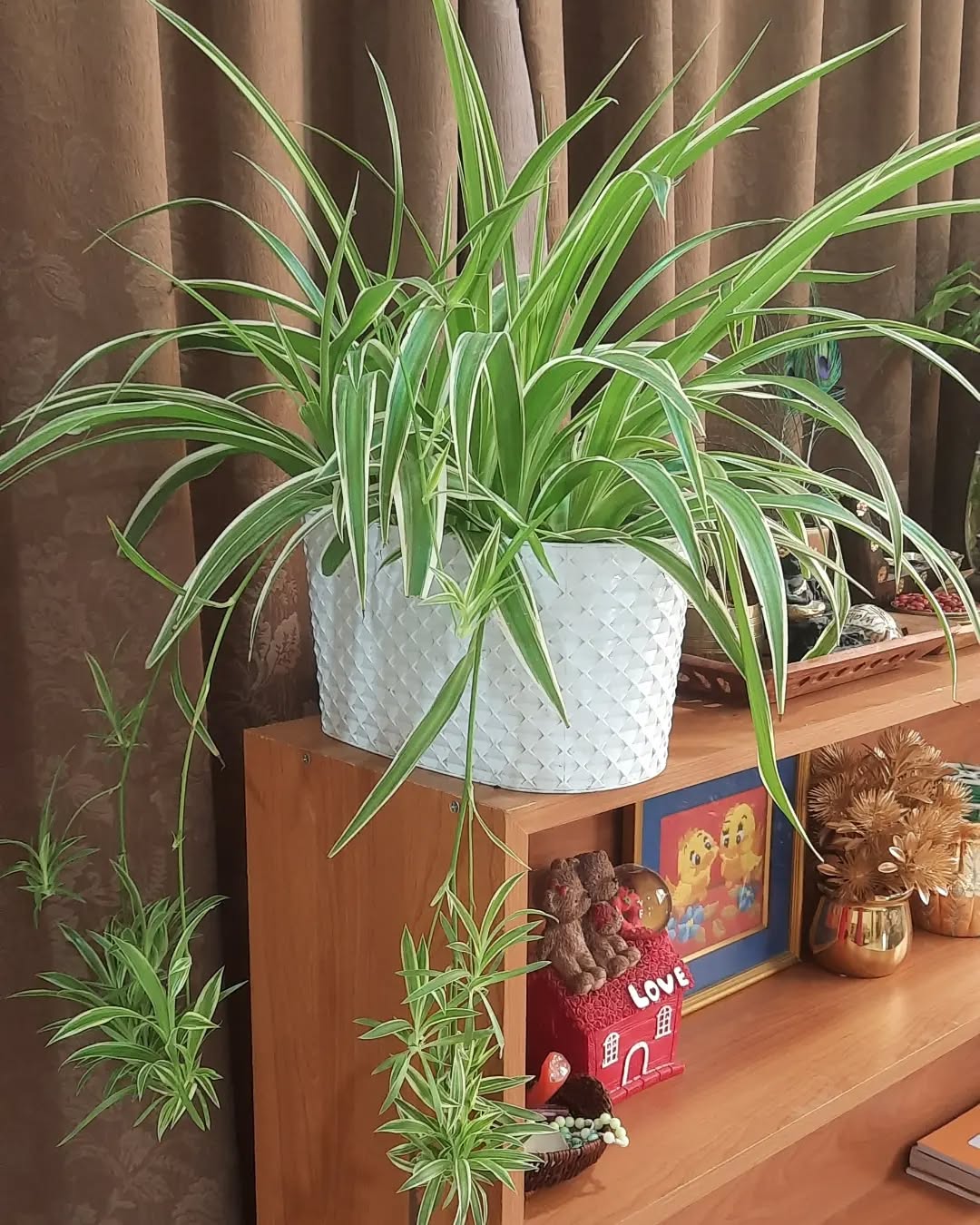 repotting plants