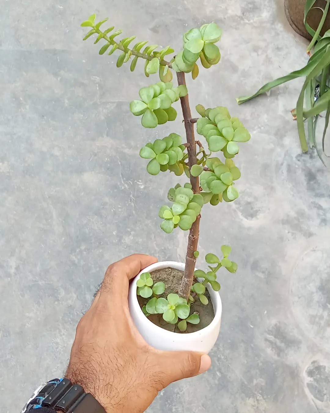 repotting plants