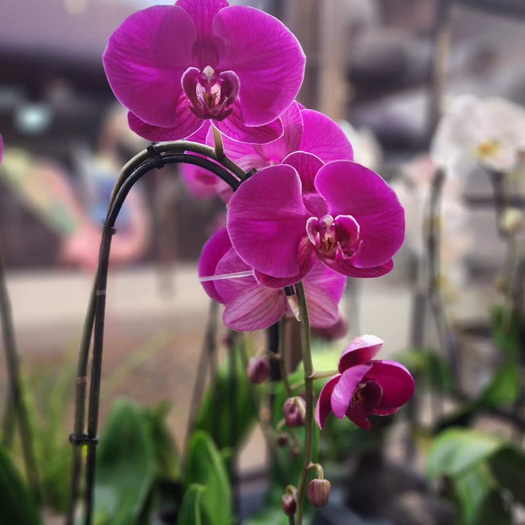 Orchids