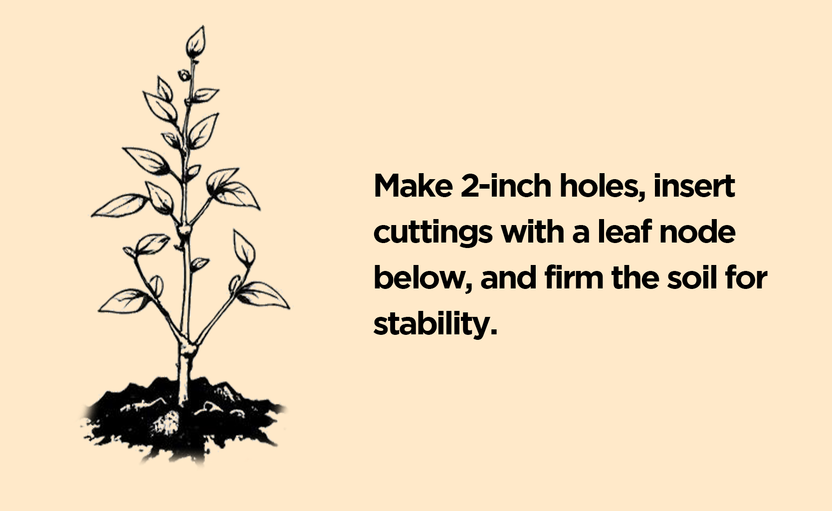 how to propagate rubber plant