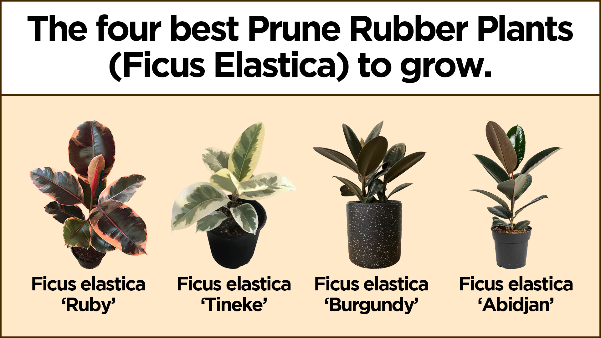 rubber plant care