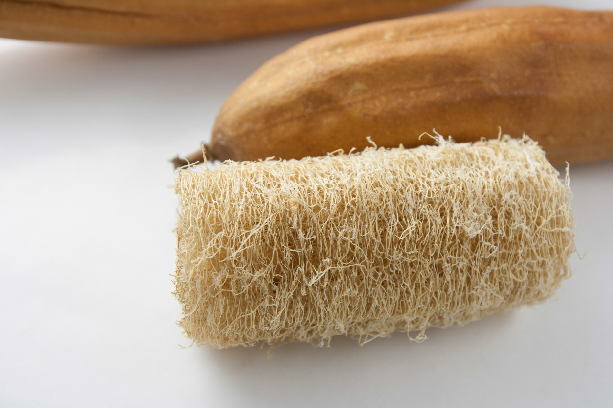 luffa sponge